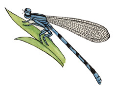 damselfly