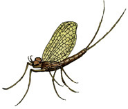 mayfly