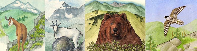 Mountain Animals