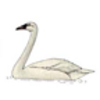 Swan (Trumpeter)