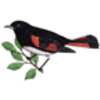 Redstart (American)