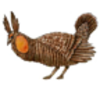 Prairie Chicken (Greater)