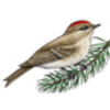 Kinglet (Ruby-crowned)