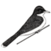 Kingbird (Eastern)