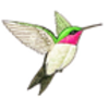 Hummingbird (Ruby-throated)