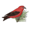 Crossbill (Red)