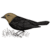 Cowbird (Brown-headed)