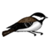 Chickadee (Black-capped)