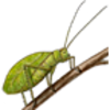 Katydid (True)