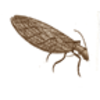 Dobsonfly (Eastern)