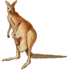 Kangaroo