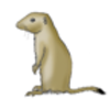 Prairie Dog (Black-tailed)  