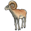 Bighorn Sheep