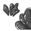 Mussel (California)