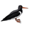 Oystercatcher (Chatham Island)